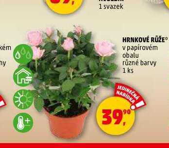 HRNKOVÉ RŮŽE, 1 ks