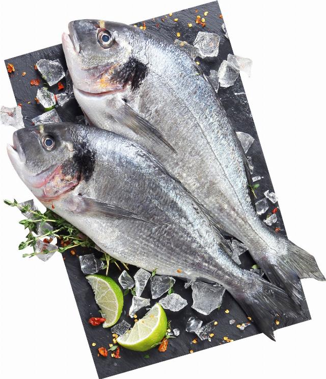 Fjord Bohemia Pražma celá (Sparus aurata)