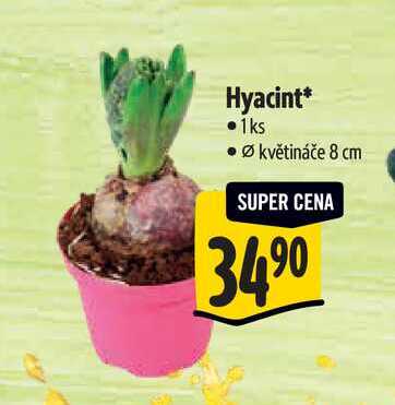 Hyacint, pr.  květináče 8 cm  