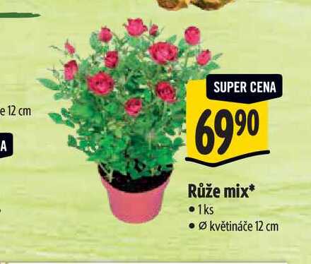   Růže mix, pr. květináče 12 cm 