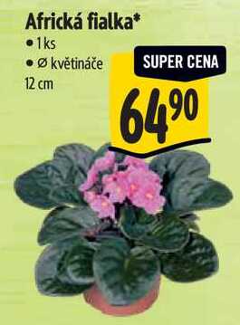 Africká fialka