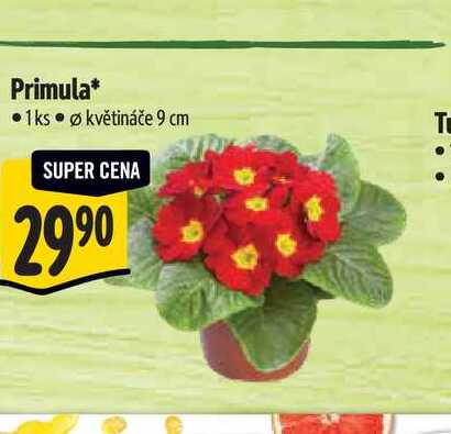 Primula pr.  květináče 9 cm  
