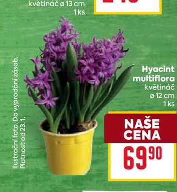 Hyacint multiflora květináč Ø 12 cm 1ks 