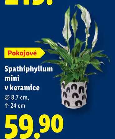 Spathiphyllum mini v keramice 