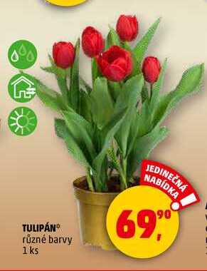 TULIPÁN, 1 ks 