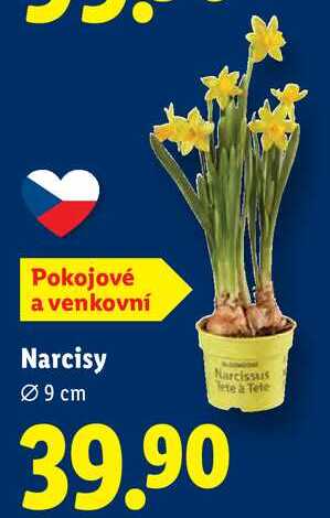 Narcisy