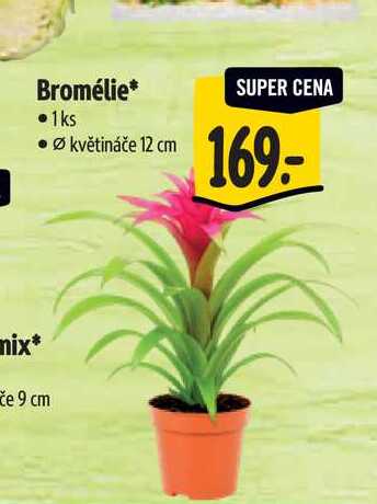 Bromélie, pr. květináče 12 cm  