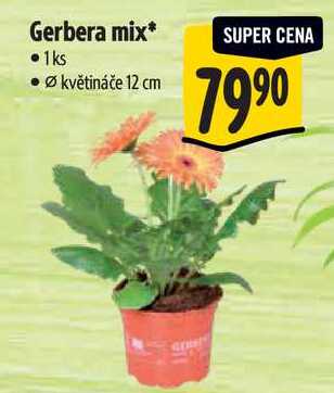 Gerbera mix