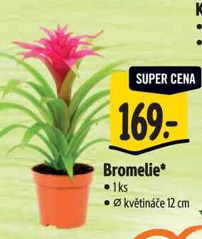 Bromelie