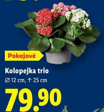 Kolopejka trio 