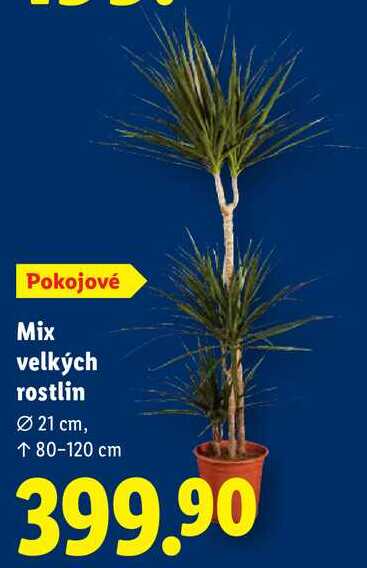 Mix velkých rostlin 