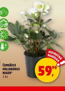 ČEMEŘICE HELLEBORUS NIGER, 1 ks 