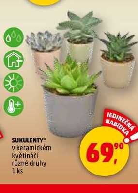 SUKULENTY, 1 ks