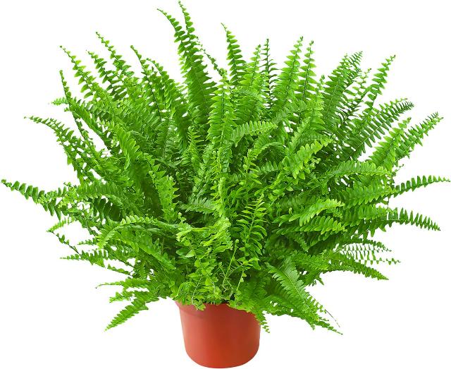 Kapradiny různé druhy