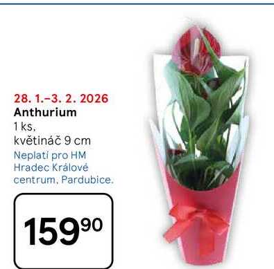 Anthurium, 1 ks, květináč 9 cm  