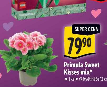  Primula Sweet Kisses mix 1 ks