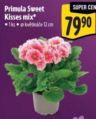 Primula Sweet Kisses mix