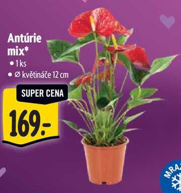 Antúrie mix