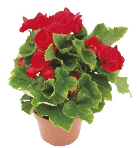 Begonia Dolce amore, 1 KS