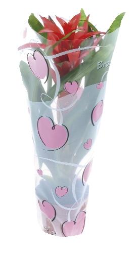 Bromelia v okrasné fólii, 1 KS