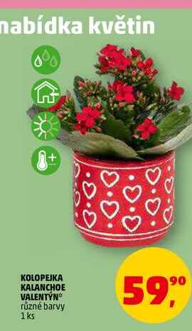 KOLOPEIKA KALANCHOE VALENTÝN, 1 ks 