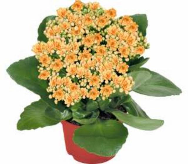 Kalanchoe plnokvětá