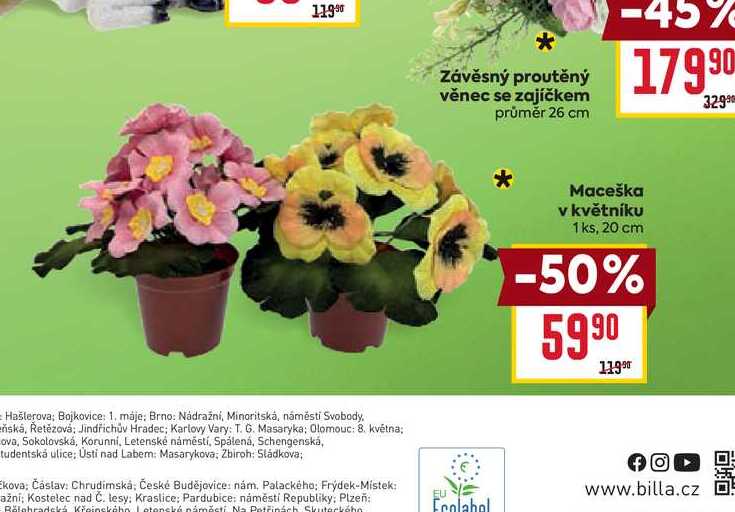 Maceška v květníku 1 ks, 20 cm