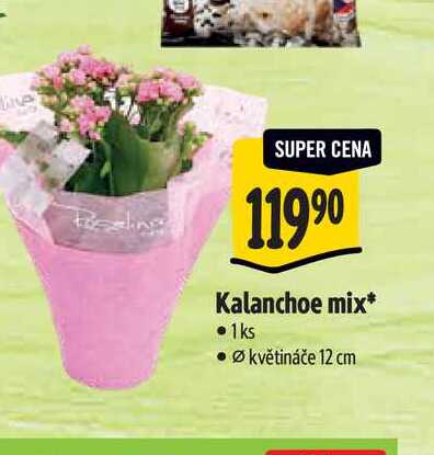 Kalanchoe mix, květináče pr. 12 cm
