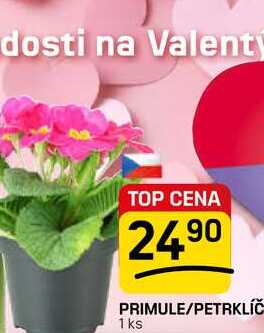 PRIMULE/PETRKLÍČ 1 ks