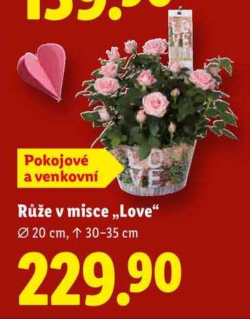 Růže v misce ,,Love" 