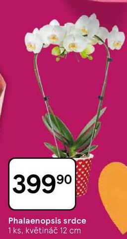 Phalaenopsis srdce, 1 ks. květináč 12 cm 