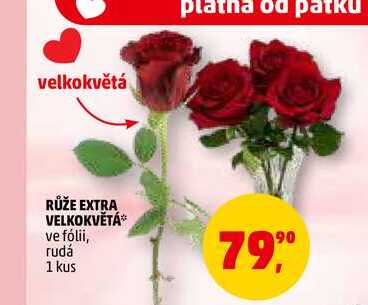 RŮŽE EXTRA VELKOKVĚTÁ, 1 kus 