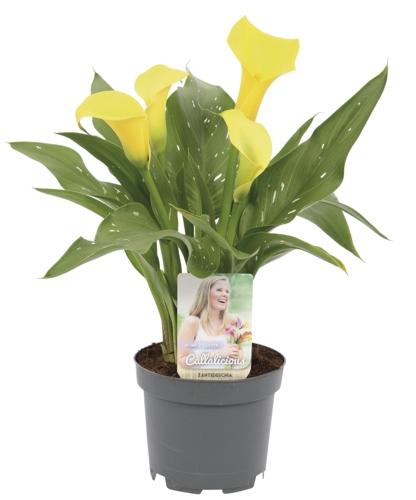 Zantedeschia