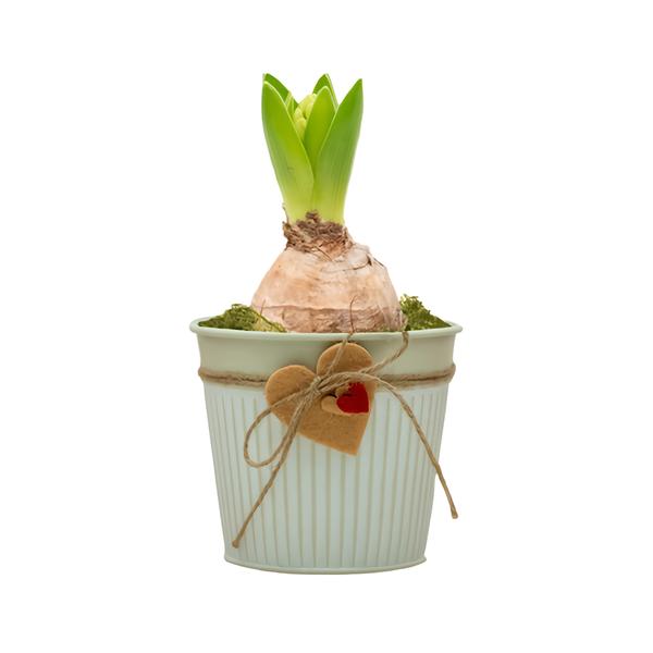 Valentýn hyacint bílá váza