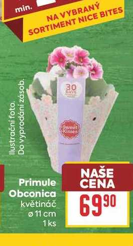 Primule Obconica květináč Ø 11 cm 1 ks