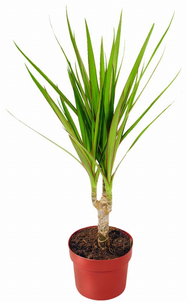 Dračinec na kmínku Dracena marginata