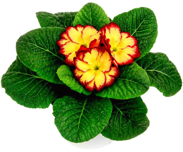 Primule Primula acaulis