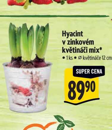 Hyacint v zinkovém květináči , pr. květináče 12 cm