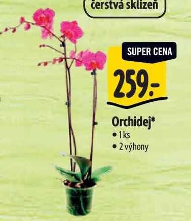  Orchidej 2 výhony 