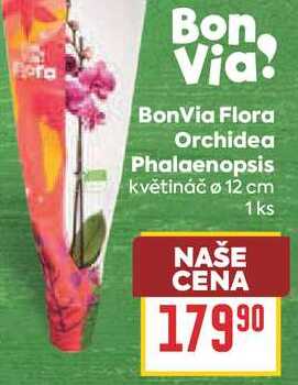 BonVia Flora Orchidea Phalaenopsis květináč ø 12 cm 