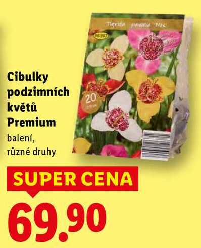 Cibulky podzimních květů Premium 