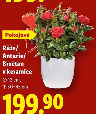 Růže/Anturie/Břečťan v keramice