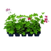 MUŠKÁT PŘEVISLÝ JEDNODUCHÝ (PELARGONIUM PELTATUM JEDNODUCHÉ)