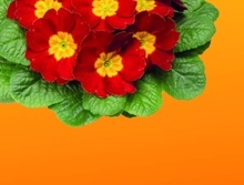 PRVOSENKA BEZLODYŽNÁ (PRIMULA ACAULIS) "POZDNÍ"