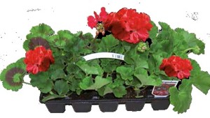 Muškát vzpřímený