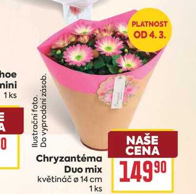 Chryzantéma Duo mix květináč ø 14 cm 1 ks