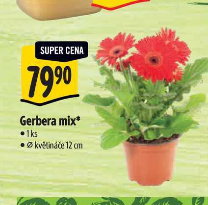  Gerbera mix, pr. květináče 12 cm  