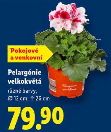 Pelargónie velkokvětá 