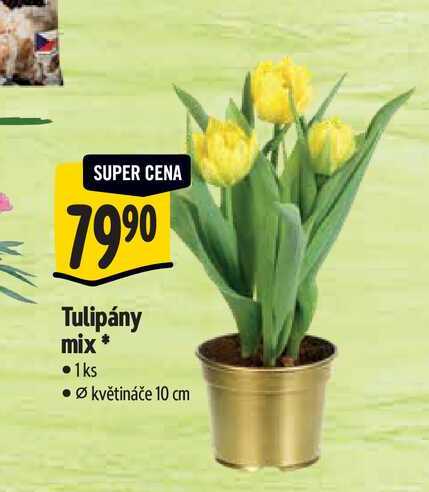   Tulipány mix, pr. květináče 10 cm 