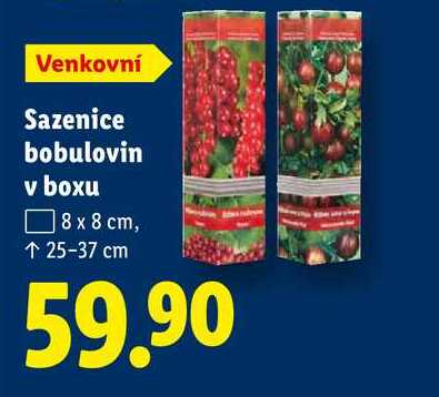 Sazenice bobulovin v boxu